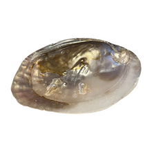 Laden Sie das Bild in den Galerie-Viewer, Abalone Muschelgefäß inkl. MwSt. zzgl. Versand