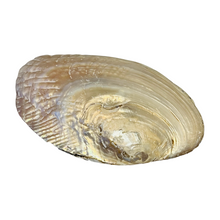 Laden Sie das Bild in den Galerie-Viewer, Abalone Muschelgefäß inkl. MwSt. zzgl. Versand
